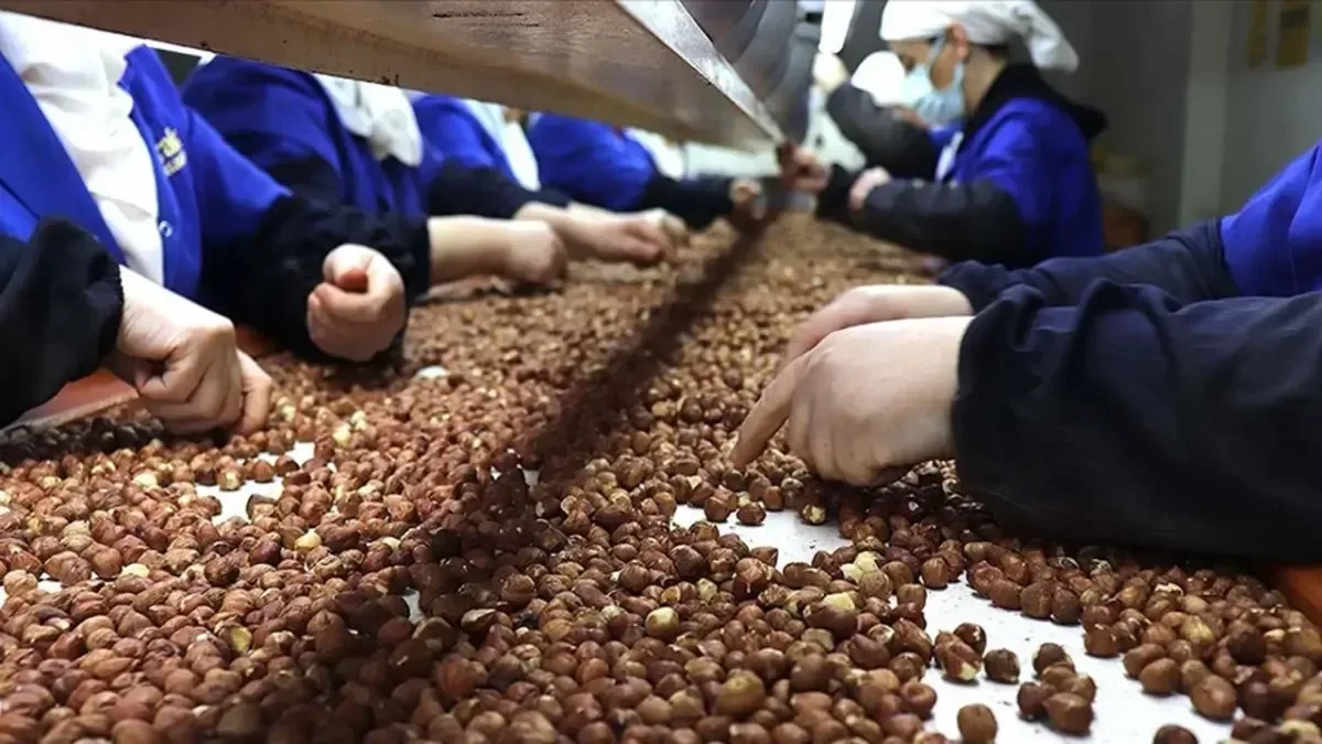 Fındık 'da Almanya'ya rekor ihracat