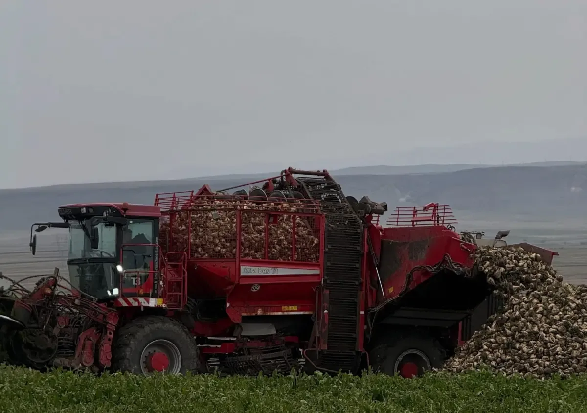Kars Akyaka'da çiftçiler şeker pancarı başladı