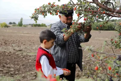 70 Yaşındaki Dede, 7 Yaşındaki Torunuyla Alıç Topluyor